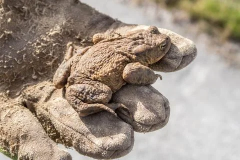 Closeup of a common toad (Bufo bufo) sitting on a gloved hand during toad mig Stock Photos