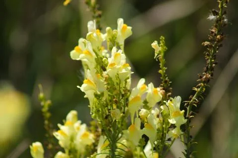 Closeup of common toadflax flowers with selective focus on foreground Stock Photos
