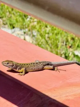 Closeup of Common Wall Lizard Resting on Red Fence Outdoors. Stock Photos