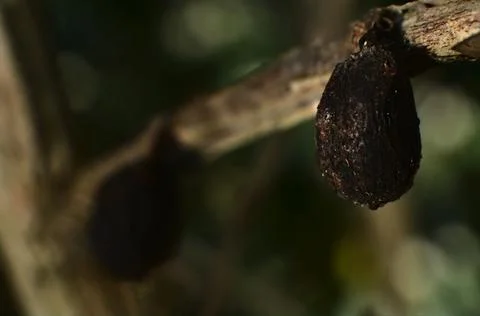 Closeup of a completely dried coffee cherry, infected by hypothenemus hampei Foto stock