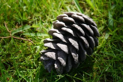 Closeup of a cone on the grass Stock Photos