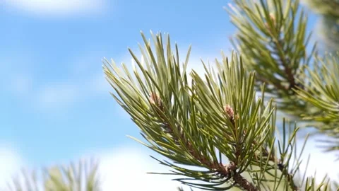 Closeup of an coniferous tree branch with needles sways in wind. selective focus Stock Footage 232364631