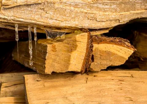 Closeup of coniferous tree resin flows down from the stack Stock Photos