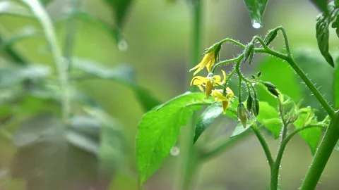 Closeup of the constant rain hitting the garden of cherry tomatoes. 4K Raining. Stock Footage 176282597