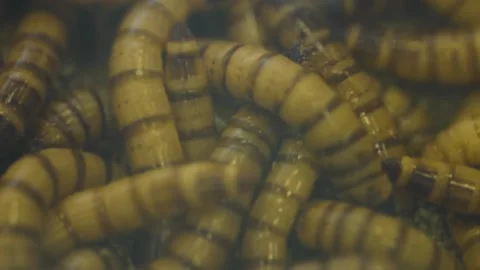 A closeup of a container full of Darling Beetle larvae known as Zophobas 스톡 동영상 201226308