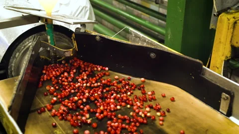 Closeup of conveyor with cranberry. Stock Footage 136707647