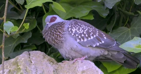Closeup of a cooing Columba Guinea, with ruffled throat feathers Stock-Footage 276279760