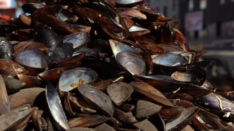 Closeup Cooked Mussels 2 Stock Footage 234429897