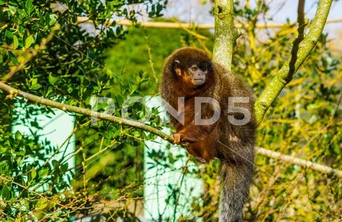 Closeup of a coppery titi sitting on branch, Exotic monkey from amazon forest Stock Photos