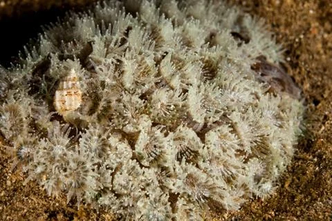 Closeup Coral Polyp Foto stock
