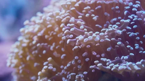 Closeup of corals slowly blown by undercurrent with clownfish in underwater. 스톡 동영상 158420037