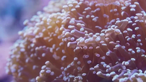 Closeup of corals slowly blown by undercurrent with clownfish in underwater. Stockbeeldmateriaal 158420176