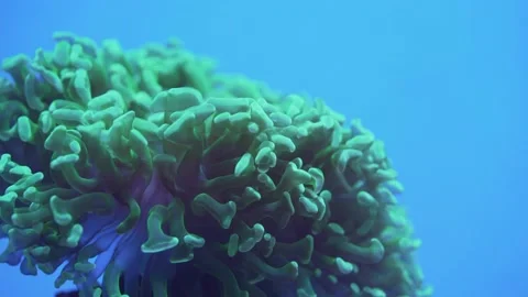 Closeup of corals slowly blown by undercurrent in blue underwater Vídeos de archivo 158421041
