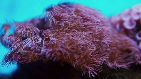 Closeup of corals slowly blown by undercurrent in blue underwater 스톡 동영상 158421255