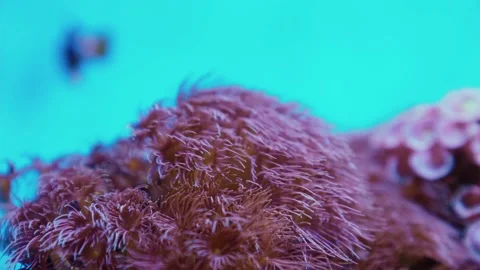 Closeup of corals slowly blown by undercurrent in blue underwater Stockbeeldmateriaal 158421497