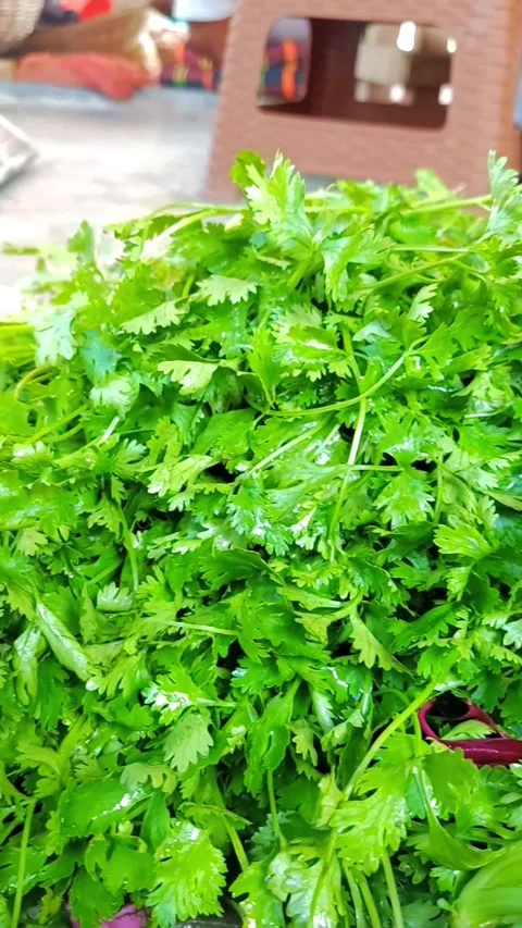 Closeup Coriander Leaf Fresh Herbal Green Parsley Leaf in Bangladesh Food Market Stock Footage 291967090