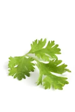 Closeup of a coriander leaf Stock Photos
