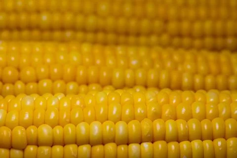 Closeup of corn cob, corn textured background Stock Photos