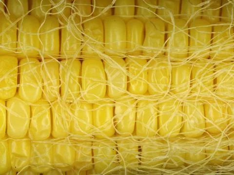 Closeup of corn  cop Stock Photos