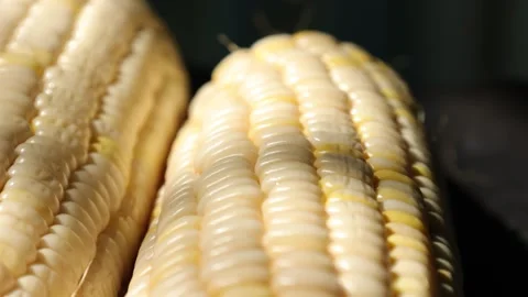 Closeup of a corn, corn on black Stock Footage 302538074