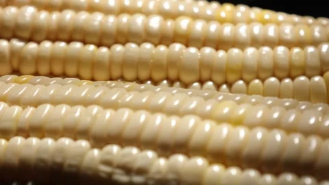 Closeup of a corn, corn on black Stock Footage 302538102