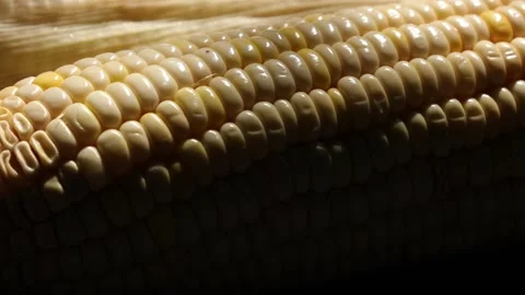 Closeup of a corn, corn on black Stock Footage 302538110