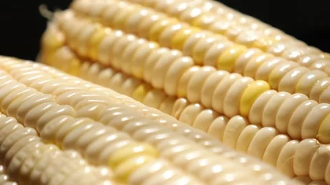 Closeup of a corn, corn on black Stock Footage 302538153