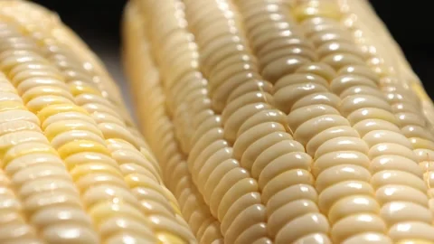 Closeup of a corn, corn on black Stock Footage 302538173