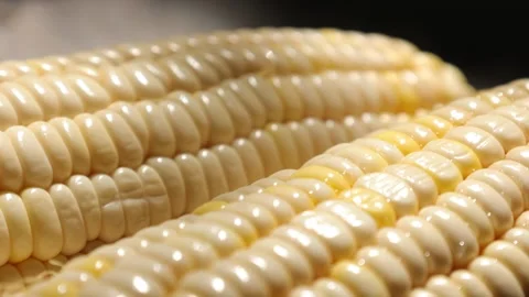 Closeup of a corn, corn on black Stock Footage 302538175