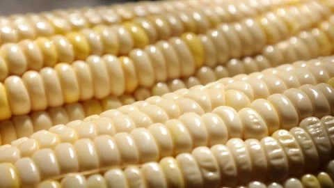 Closeup of a corn, corn on black Stock Footage 302538188