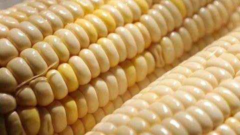 Closeup of a corn, corn on black Stock Footage 302538201