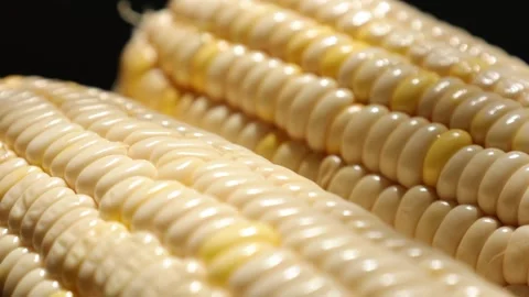 Closeup of a corn, corn on black Stock Footage 302538222