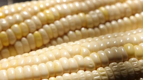 Closeup of a corn, corn on black Stock Footage 302538287