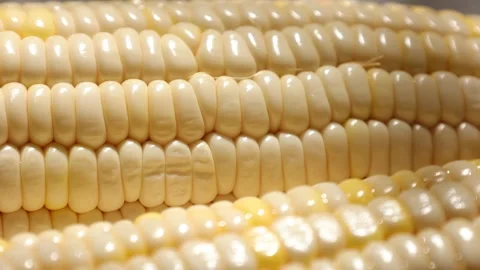 Closeup of a corn, corn on black Stock Footage 302538298