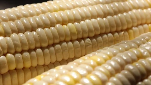 Closeup of a corn, corn on black Stock Footage 302538394
