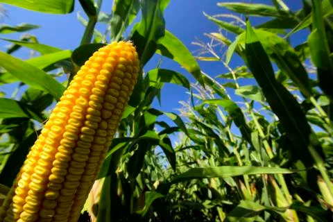 Closeup of corn in corn field Stock Photos