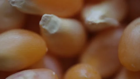 Closeup of corn, corn seeds Stock Footage 290059195