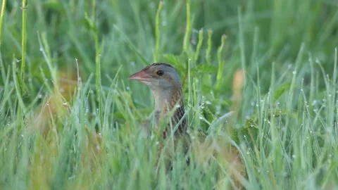 Closeup of Corn crake singing and leaving Stock Footage 246878753