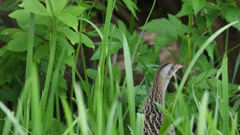 Closeup of Corn crake singing and leaving Stock Footage 247132286