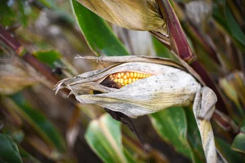 Closeup corn on the dry stalk in the corn field. Stock Photos