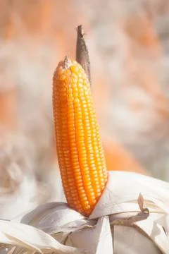 Closeup of corn in field Stock Photos