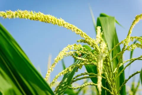 Closeup of Corn flower. Stock Photos