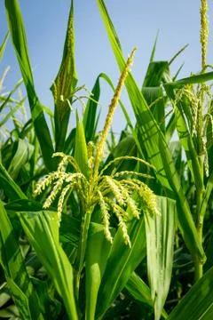 Closeup of Corn flower. Stock-Fotos