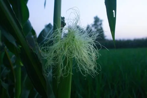 Closeup of Corn flower Foto stock