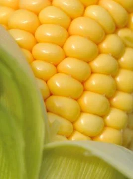 Closeup of corn Stock Photos