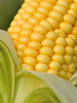 Closeup on corn Stock Photos