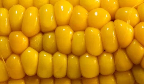Closeup of the corn Stock Photos