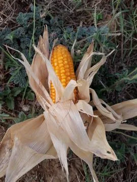 Closeup of the corn Stock Photos