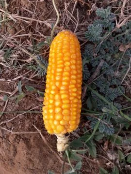 Closeup of the corn Foto stock