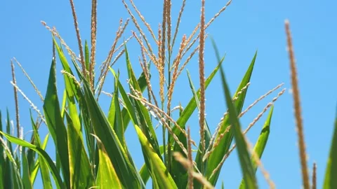 Closeup of Corn Plant Stock Footage 244899480